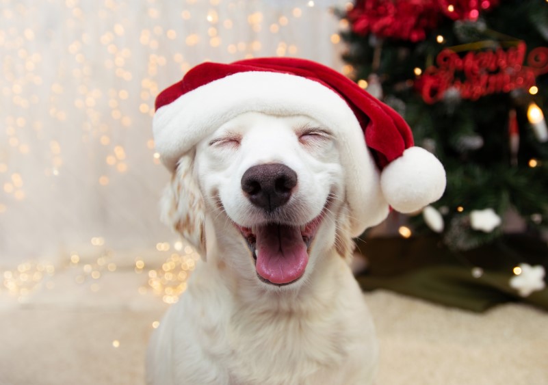 Festive Fur: Dressing Your Dog Safely for a Merry Christmas