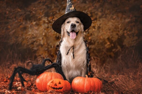 Howl-o-Ween Fun: Safely Dressing Your Dog for Spooky Celebrations