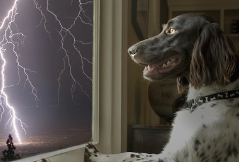 Calm Before the Storm: Preparing Your Pup for Weathering Stormy Skies